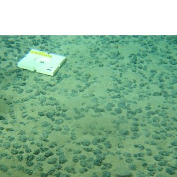 Le submersible Nautile explore les profondeurs abyssales du Pacifique lors de la campagne Nodinaut menée par l’Ifremer (mai-juin 2004). Objectif : étudier les zones de permis minier françaises, où reposent les précieux nodules polymétalliques, riches en manganèse, cobalt et nickel. Photo : Ifremer