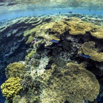 Les coraux, des écosystèmes uniques et menacés Les coraux, des écosystèmes uniques et menacés