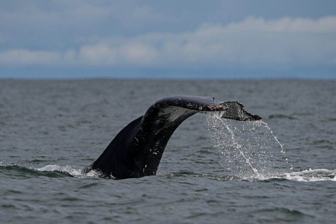 Les espèces menacées d’extinction Les espèces menacées d’extinction