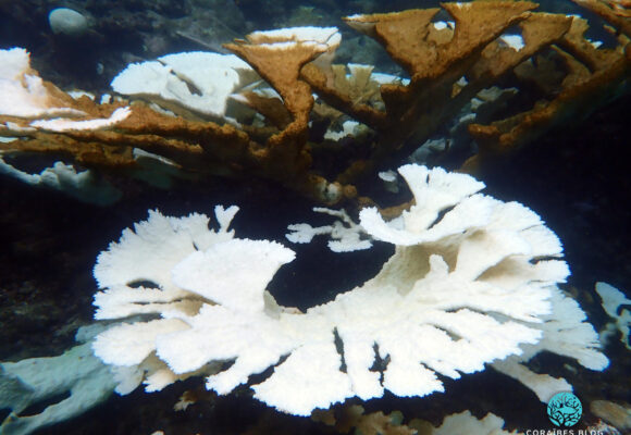 Face à l’épisode de blanchissement corallien sans précédent, l'Aquarium de la Guadeloupe et Igrec Mer ont lancé le 10 octobre une collecte d'information à destination des structures de plongée, mais aussi de tous ceux qui vont sous l'eau. Photo : Caraïbes blog