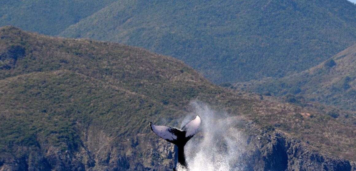 Baleine à bosse réserve naturelle nationale de Saint-Martin sanctuaire Agoa Baleine à bosse réserve naturelle nationale de Saint-Martin sanctuaire Agoa