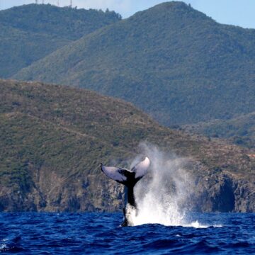 Baleine à bosse réserve naturelle nationale de Saint-Martin sanctuaire Agoa Baleine à bosse réserve naturelle nationale de Saint-Martin sanctuaire Agoa
