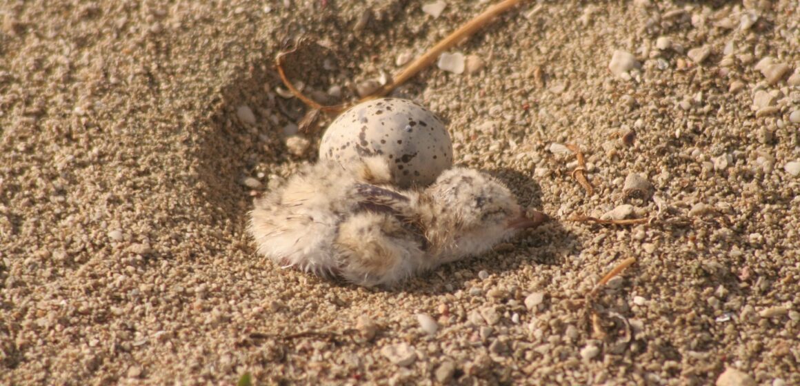 Les nids des sternes, camouflés dans le sable clair, sont vulnérables aux perturbations humaines. Photo : Parc national de la Guadeloupe Les nids des sternes, camouflés dans le sable clair, sont vulnérables aux perturbations humaines. Photo : Parc national de la Guadeloupe