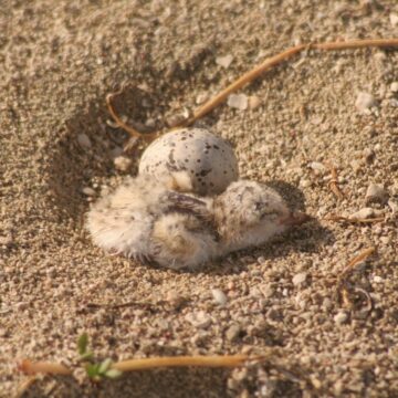 Les nids des sternes, camouflés dans le sable clair, sont vulnérables aux perturbations humaines. Photo : Parc national de la Guadeloupe Les nids des sternes, camouflés dans le sable clair, sont vulnérables aux perturbations humaines. Photo : Parc national de la Guadeloupe