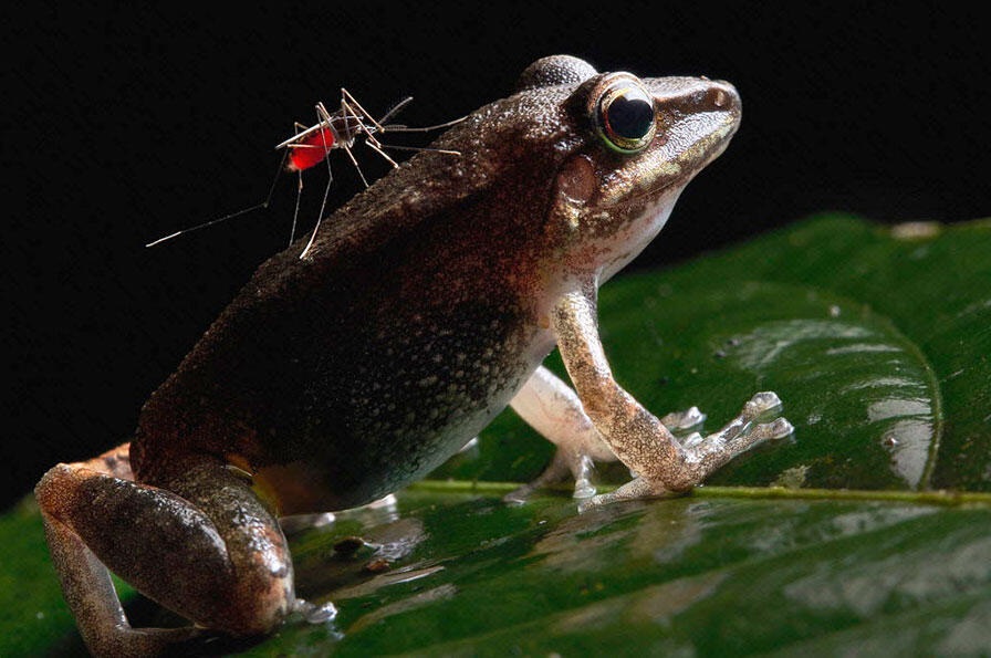 Un moustique se nourrit sur le dos d'une grenouille. Photo : DR