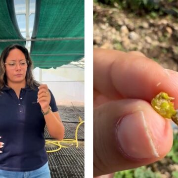L’exploitation de Caroline Noirault qui cultive près de 30 hectares de tomates à Saint-François et Petit-Canal est le terrain d’expérimentation de la lutte contre la cécidomyie. Photo : Capture écran Iguafhlor L’exploitation de Caroline Noirault qui cultive près de 30 hectares de tomates à Saint-François et Petit-Canal est le terrain d’expérimentation de la lutte contre la cécidomyie. Photo : Capture écran Iguafhlor