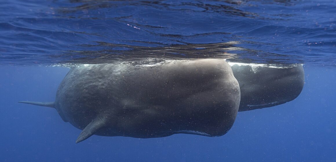 Des cachalots nagent ensemble au large de la Dominique en mars 2024. Dans une étude publiée mardi 7 mai dans la revue Nature Communications, des scientifiques étudiant les cachalots vivant autour de l'île caribéenne ont décrit pour la première fois les éléments de base de leur manière de communiquer entre eux. Ces recherches pourraient un jour contribuer à mieux les protéger. Photo : Samuel Lam via AP Des cachalots nagent ensemble au large de la Dominique en mars 2024. Dans une étude publiée mardi 7 mai dans la revue Nature Communications, des scientifiques étudiant les cachalots vivant autour de l'île caribéenne ont décrit pour la première fois les éléments de base de leur manière de communiquer entre eux. Ces recherches pourraient un jour contribuer à mieux les protéger. Photo : Samuel Lam via AP