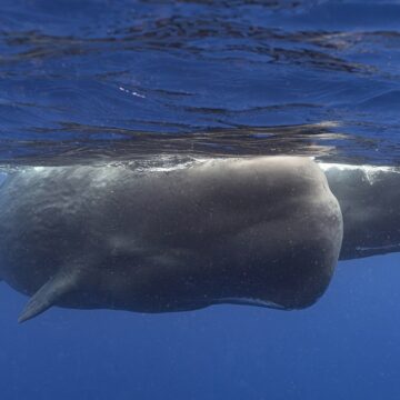 Des cachalots nagent ensemble au large de la Dominique en mars 2024. Dans une étude publiée mardi 7 mai dans la revue Nature Communications, des scientifiques étudiant les cachalots vivant autour de l'île caribéenne ont décrit pour la première fois les éléments de base de leur manière de communiquer entre eux. Ces recherches pourraient un jour contribuer à mieux les protéger. Photo : Samuel Lam via AP Des cachalots nagent ensemble au large de la Dominique en mars 2024. Dans une étude publiée mardi 7 mai dans la revue Nature Communications, des scientifiques étudiant les cachalots vivant autour de l'île caribéenne ont décrit pour la première fois les éléments de base de leur manière de communiquer entre eux. Ces recherches pourraient un jour contribuer à mieux les protéger. Photo : Samuel Lam via AP