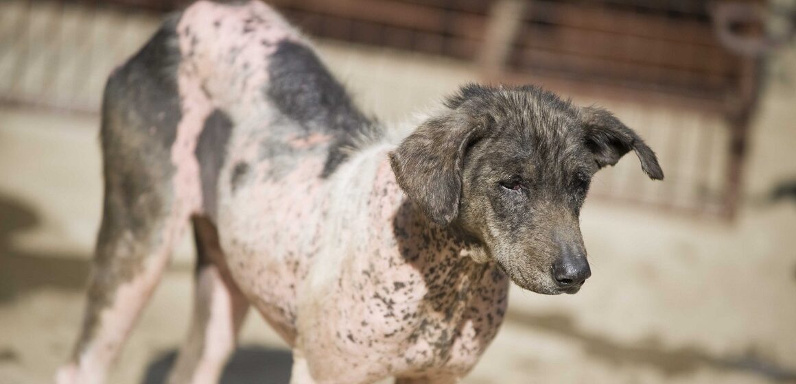 Le scandale de l’errance animale maltraité par la Chambre régionale des comptes