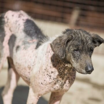 Photo d’illustration : Errance canine. Delage Jean-Michel / Sipa Photo d’illustration : Errance canine. Delage Jean-Michel / Sipa