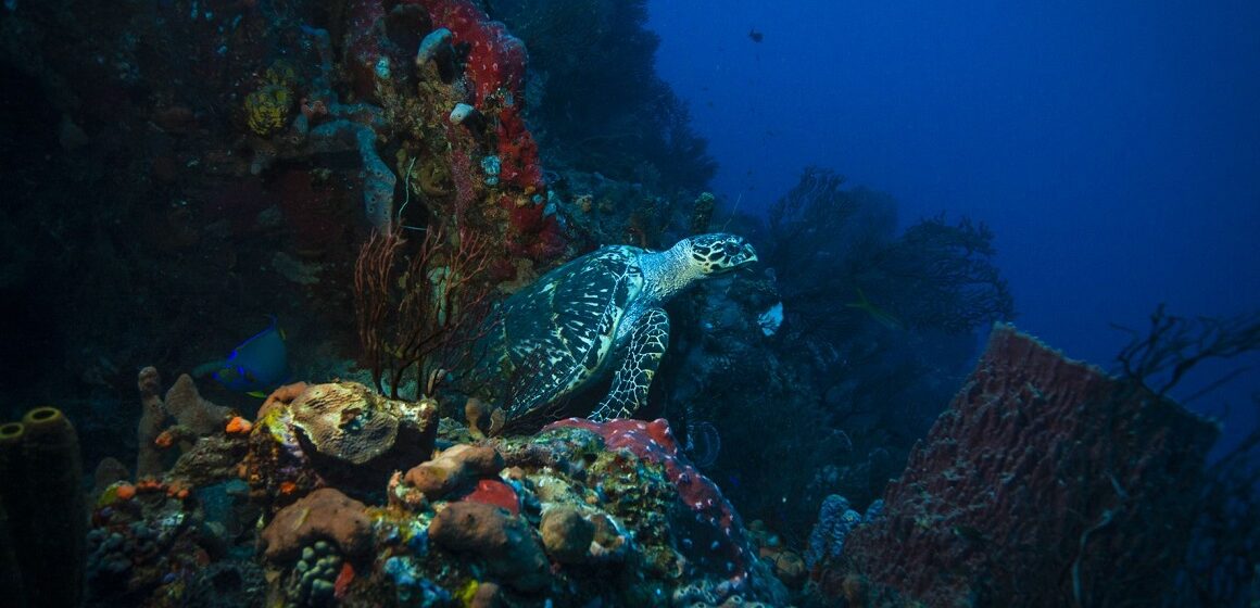 Grande inquiétude sur « le site le plus plongé de France »