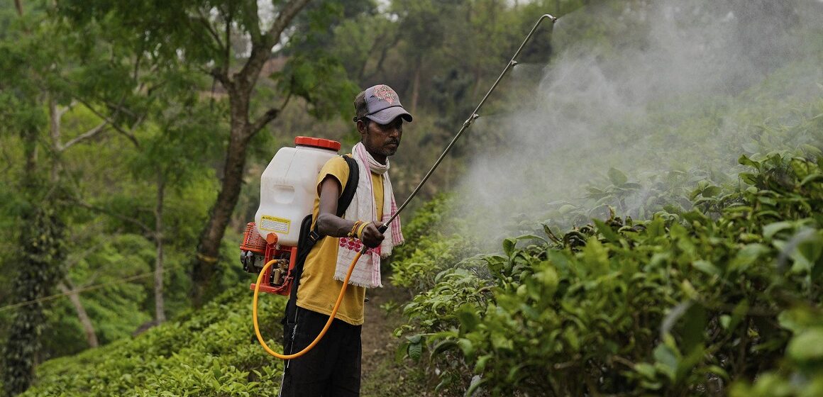 Photo d’illustration. Un ouvrier pulvérise des pesticides sur des feuilles dans une plantation. AP Photo/Anupam Nath Photo d’illustration. Un ouvrier pulvérise des pesticides sur des feuilles dans une plantation. AP Photo/Anupam Nath