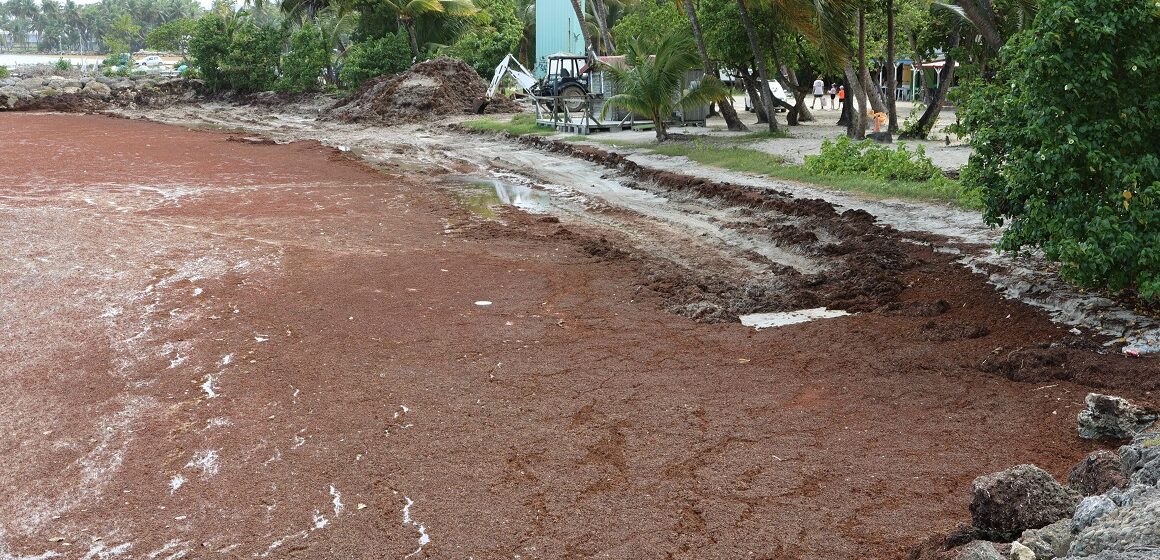 Plage Les Galbas à Sainte-Anne, le 30 avril 2024 : un littoral défiguré sous l'invasion des algues sargasses. Photo : Gilles Morel / Sipa Plage Les Galbas à Sainte-Anne, le 30 avril 2024 : un littoral défiguré sous l'invasion des algues sargasses. Photo : Gilles Morel / Sipa