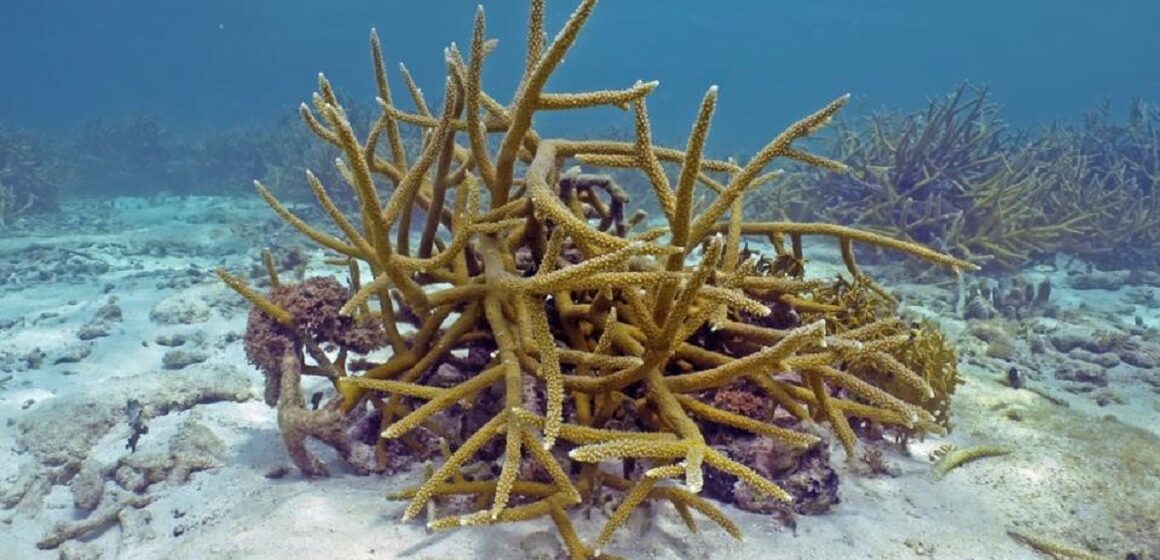 Ponte des coraux du genre Acropora, Guadeloupe août 2022. Photo : Claude Bouchon / Parc national de Guadeloupe Ponte des coraux du genre Acropora, Guadeloupe août 2022. Photo : Claude Bouchon / Parc national de Guadeloupe