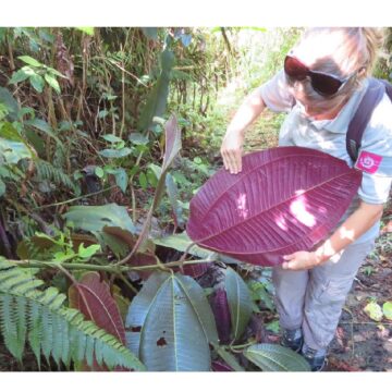 Sortie Miconia calvescens à Matouba Saint-Claude en 2020. Photo : Parc national de Guadeloupe Sortie Miconia calvescens à Matouba Saint-Claude en 2020. Photo : Parc national de Guadeloupe