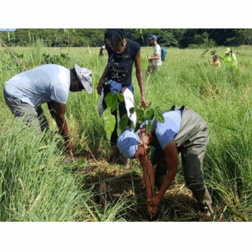 Coordonnés par le Parc national de Guadeloupe, des bénévoles replantent des mangles médaille à la forêt marécageuse de Golconde aux Abymes le 27 juillet 2025. Photo : Parc national de la Guadeloupe Coordonnés par le Parc national de Guadeloupe, des bénévoles replantent des mangles médaille à la forêt marécageuse de Golconde aux Abymes le 27 juillet 2025. Photo : Parc national de la Guadeloupe