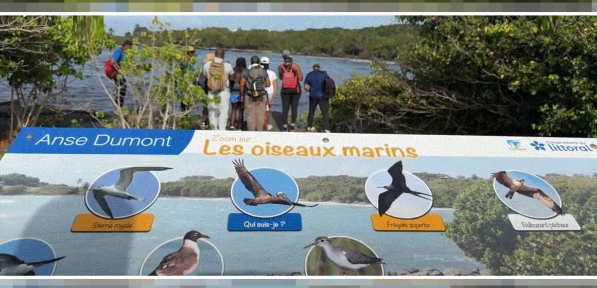 Un panneau pédagogique du sentier « Gozyé ékolo » à Saint-Félix au Gosier qui permet d'identifier et de comprendre le rôle écologique des oiseaux locaux. Photo : capture écran Canal 10 Un panneau pédagogique du sentier « Gozyé ékolo » à Saint-Félix au Gosier qui permet d'identifier et de comprendre le rôle écologique des oiseaux locaux. Photo : capture écran Canal 10