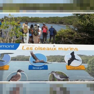 Un panneau pédagogique du sentier « Gozyé ékolo » à Saint-Félix au Gosier qui permet d'identifier et de comprendre le rôle écologique des oiseaux locaux. Photo : capture écran Canal 10 Un panneau pédagogique du sentier « Gozyé ékolo » à Saint-Félix au Gosier qui permet d'identifier et de comprendre le rôle écologique des oiseaux locaux. Photo : capture écran Canal 10