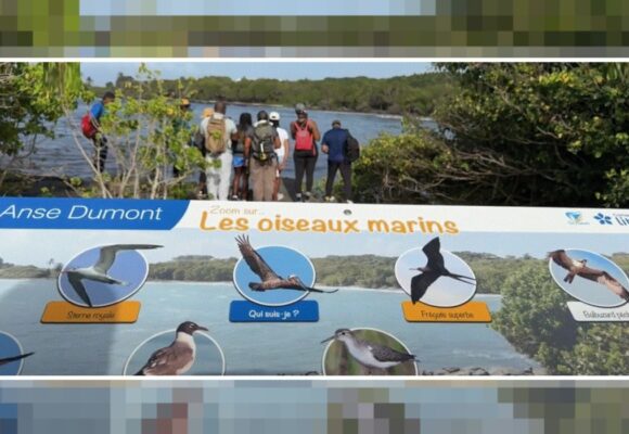 Un panneau pédagogique du sentier « Gozyé ékolo » à Saint-Félix au Gosier qui permet d'identifier et de comprendre le rôle écologique des oiseaux locaux. Photo : capture écran Canal 10 Un panneau pédagogique du sentier « Gozyé ékolo » à Saint-Félix au Gosier qui permet d'identifier et de comprendre le rôle écologique des oiseaux locaux. Photo : capture écran Canal 10