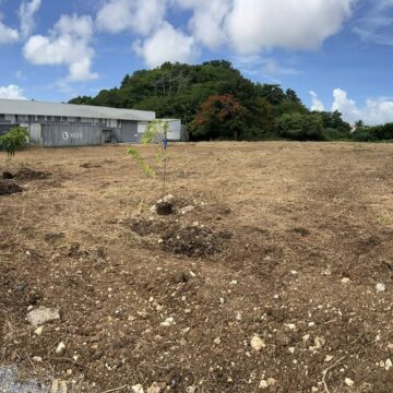 Les cinq arbres fruitiers symboliques plantés à Petit-Pérou aux Abymes, première étape d'un projet à 1,7 million d'euros dont l'utilité publique vise des impacts concrets sur la l’urbanisme et le vivre-ensemble. Photo : Cap excellence