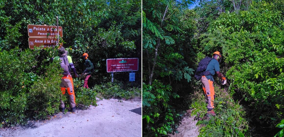 Des ouvriers forestiers débroussaillent et nettoient le sentier de la Pointe à Cabrit à Saint-François, le 20 novembre. Photo : ONF Guadeloupe