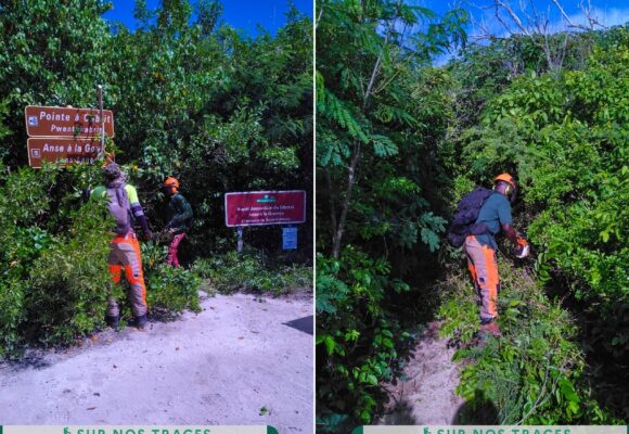 Des ouvriers forestiers débroussaillent et nettoient le sentier de la Pointe à Cabrit à Saint-François, le 20 novembre. Photo : ONF Guadeloupe Des ouvriers forestiers débroussaillent et nettoient le sentier de la Pointe à Cabrit à Saint-François, le 20 novembre. Photo : ONF Guadeloupe